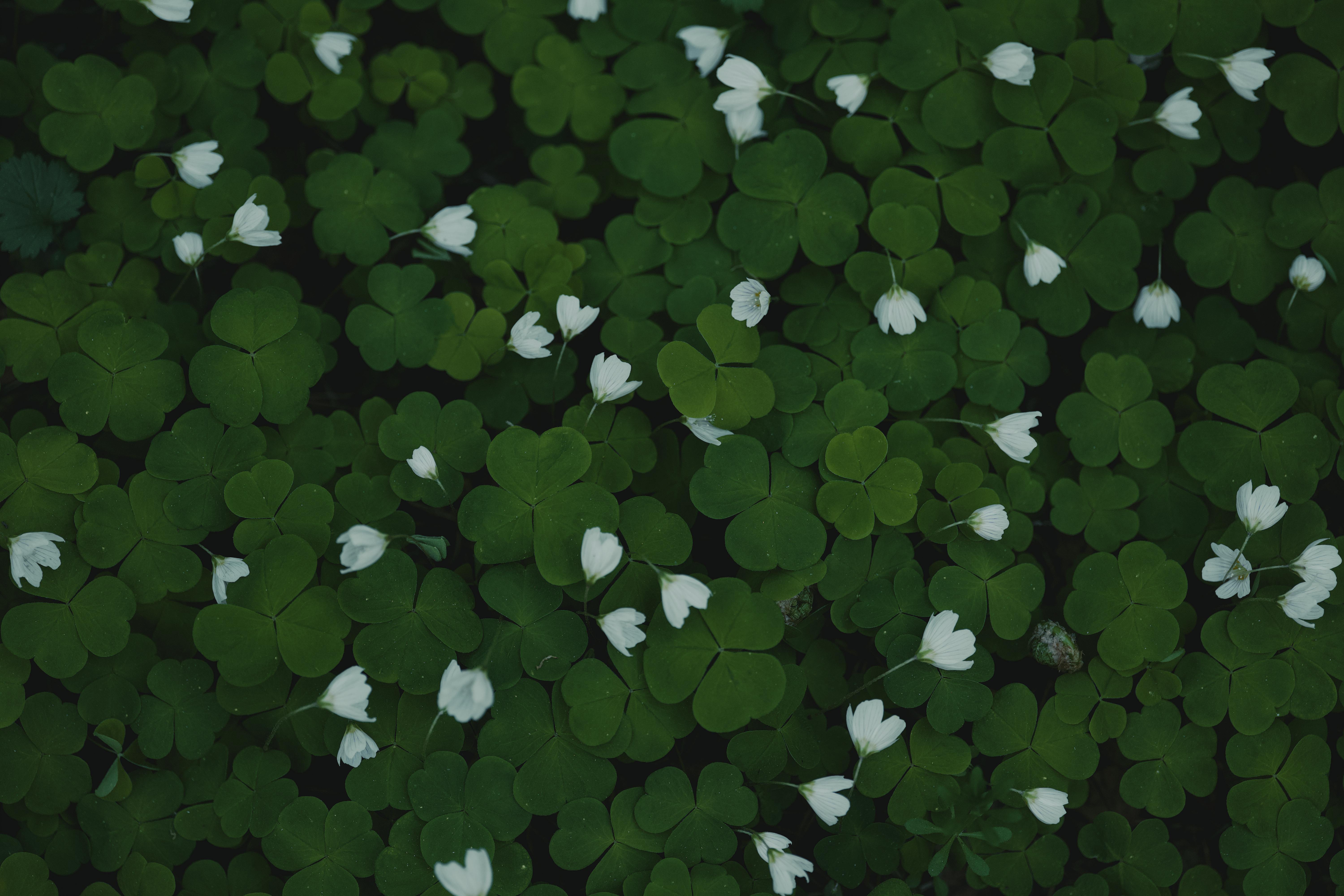 A top view of white wood sorrel flowers blooming amid lush green leaves.