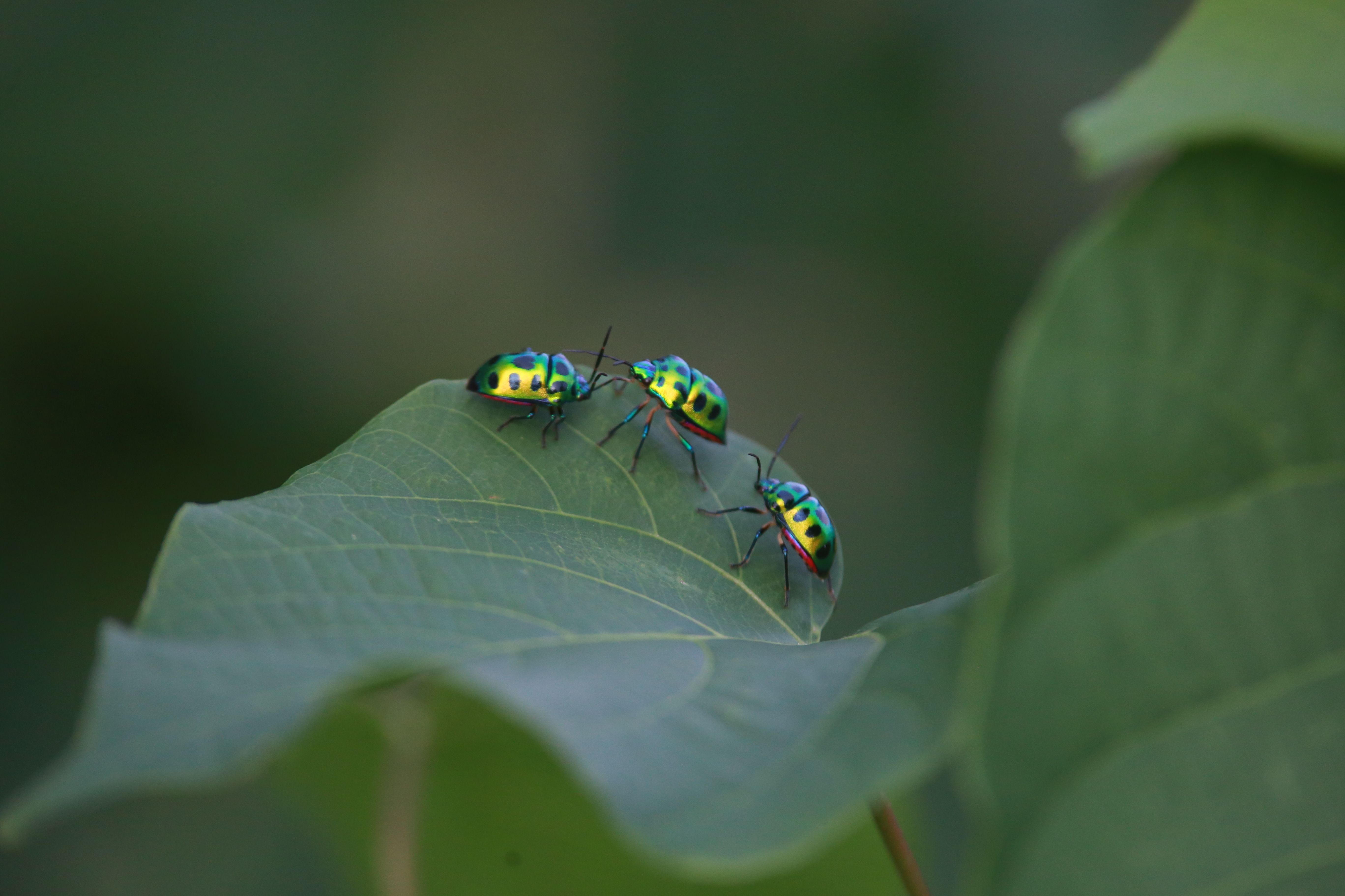 Close-up of three vibrant jewel bugs on a green leaf in a natural setting.