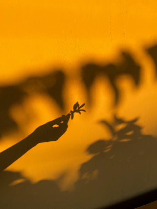 Shadow of Woman Hand Holding Flower at Sunset