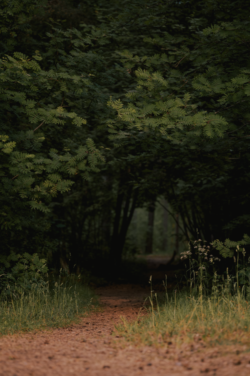 Free A tranquil forest path surrounded by lush greenery, creating a peaceful atmosphere with natural beauty. Stock Photo
