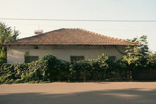 A House and a Fence Covered with Ivy 