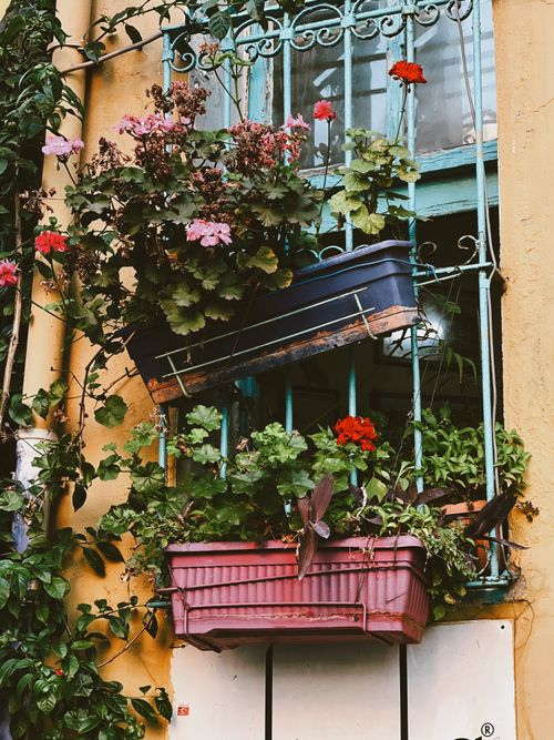 Free Charming barred window adorned with vibrant flowers in pots, showcasing urban floral decorations. Stock Photo
