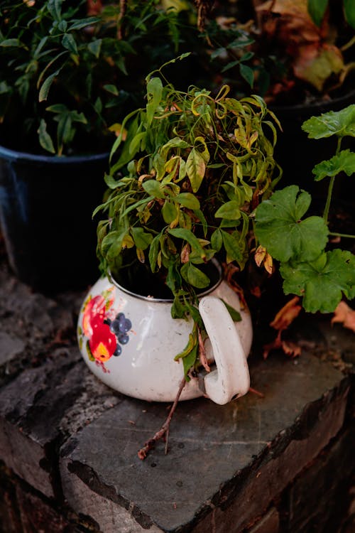 Foto profissional grátis de arranjo de flores, cerâmica, decoração