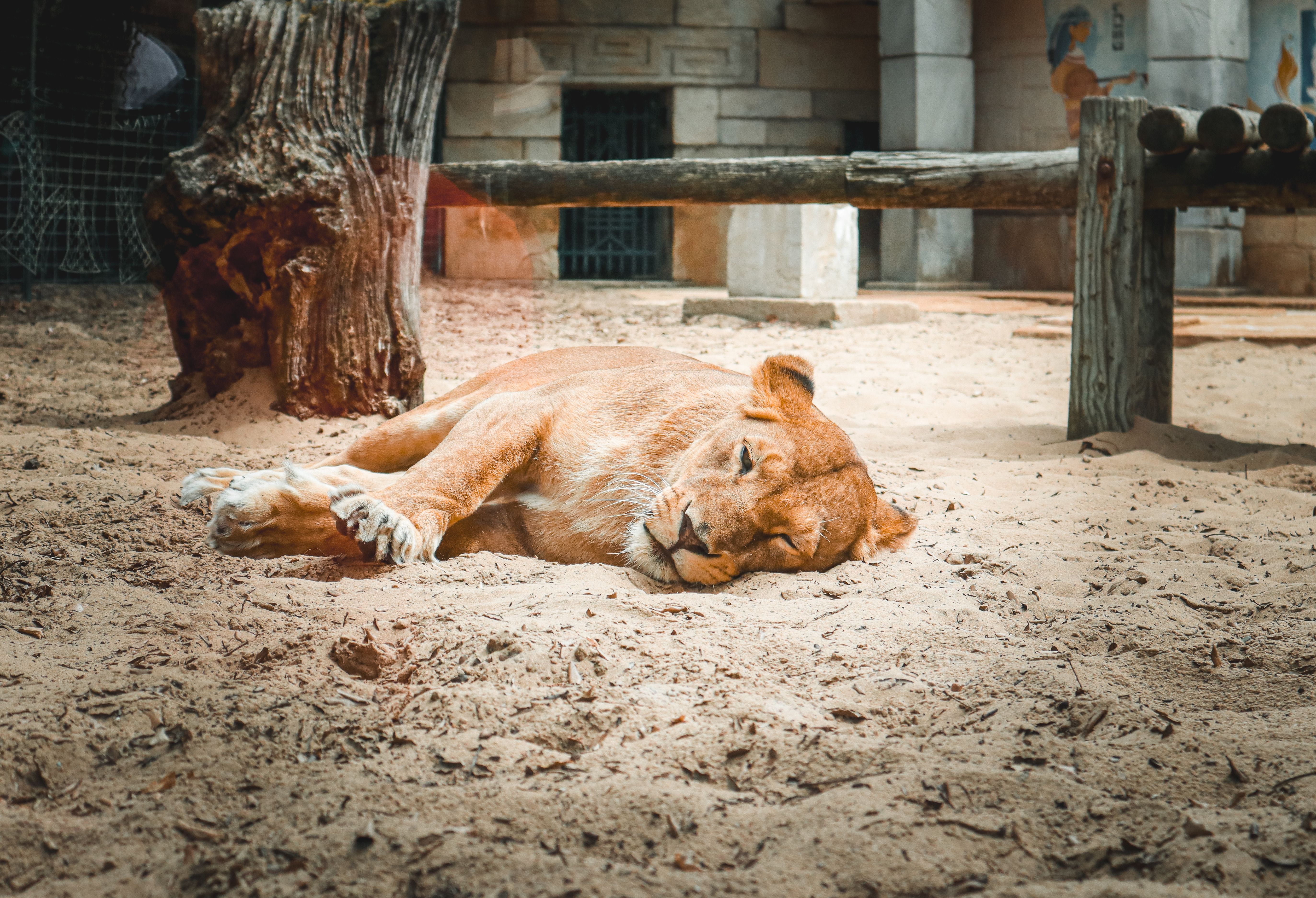Leaun Afrikana Handaya mate iha Knowsley Safari Park iha Inglaterra