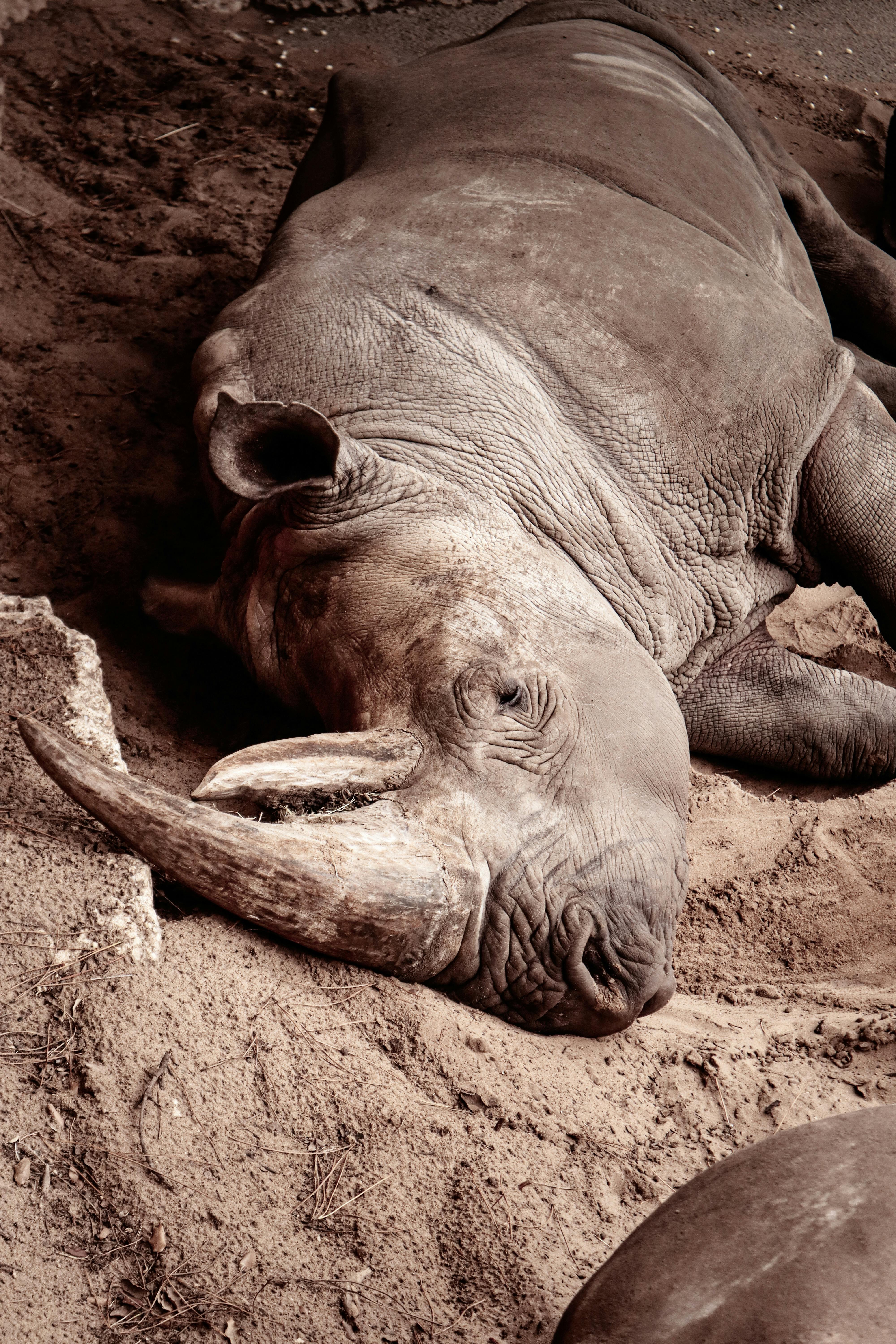 grátis Foto profissional grátis de África, ameaçado de extinção, animais selvagens Foto profissional
