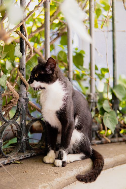 Free Charming black and white cat sitting by an ivy-covered fence in Istanbul, Türkiye. Stock Photo