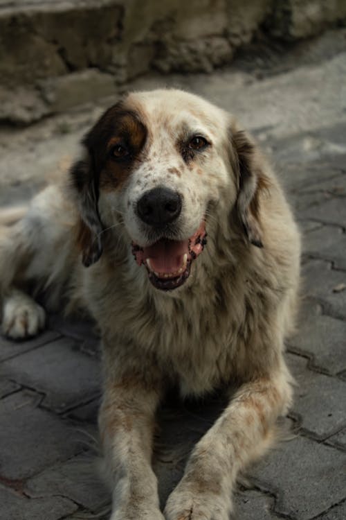 Free Yawning Dog Lies on Pavement Stock Photo