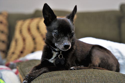 Foto d'estoc gratuïta de chihuahua, enfocament selectiu, fotografia d'animals