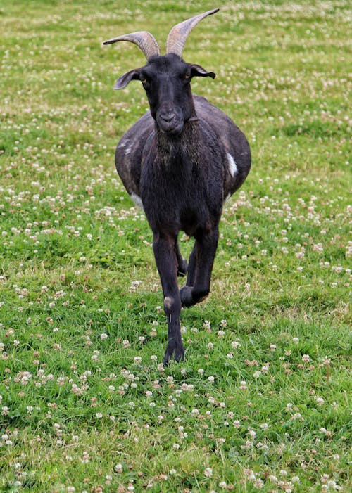 Black Goat on Meadow