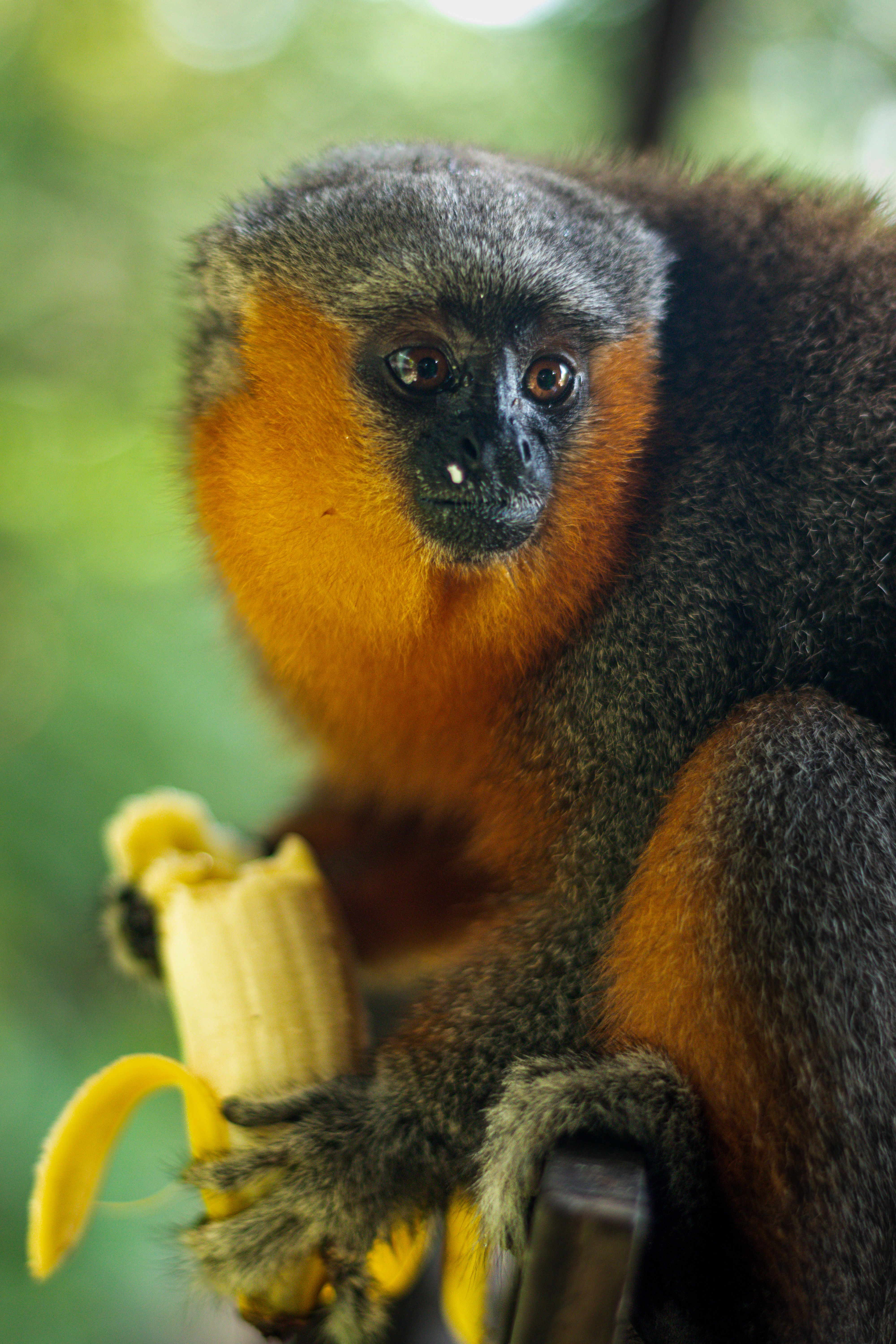 A Titi monkey enjoys a banana in the lush outdoors of Alter do Chão, Brazil.