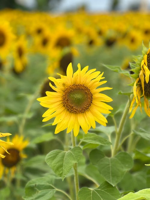 Sunflower on Field