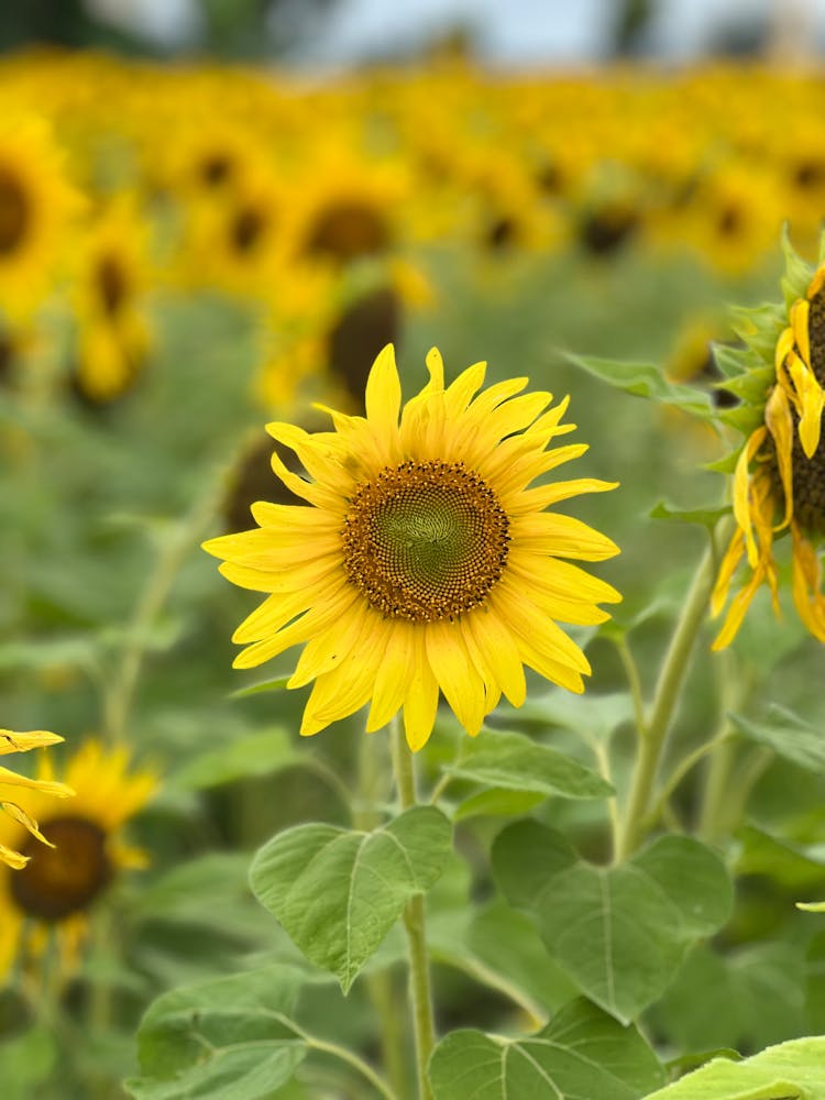 Sunflower On Field