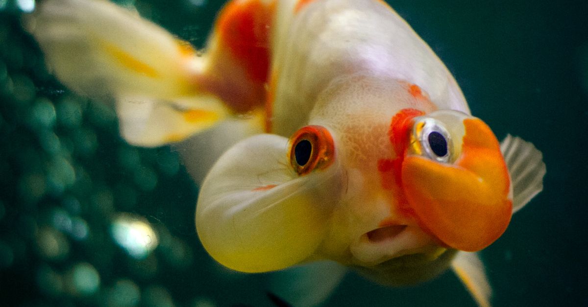 Cropped Image Fish Tropical Fish in Water · Free Stock Photo