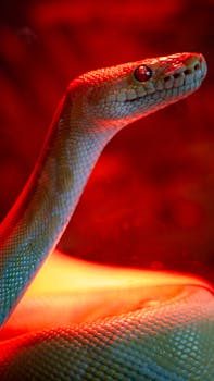 Close-up of a snake under red lighting, highlighting its scales and eyes.