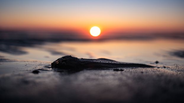 A fish lies washed ashore on a tranquil beach at sunrise, with the sun softly illuminating the horizon.