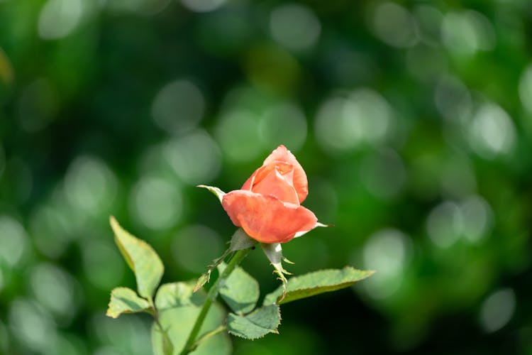 Peach Rose Close Up