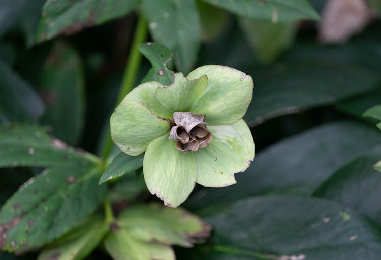 Green Flower Bloom