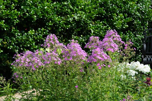 Fotos de stock gratuitas de arbustos, enfoque selectivo, floraciones