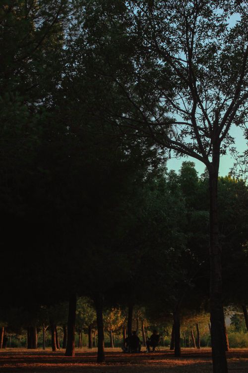 Free Silhouette of friends relaxing in a park at sunset, surrounded by tall trees. Stock Photo