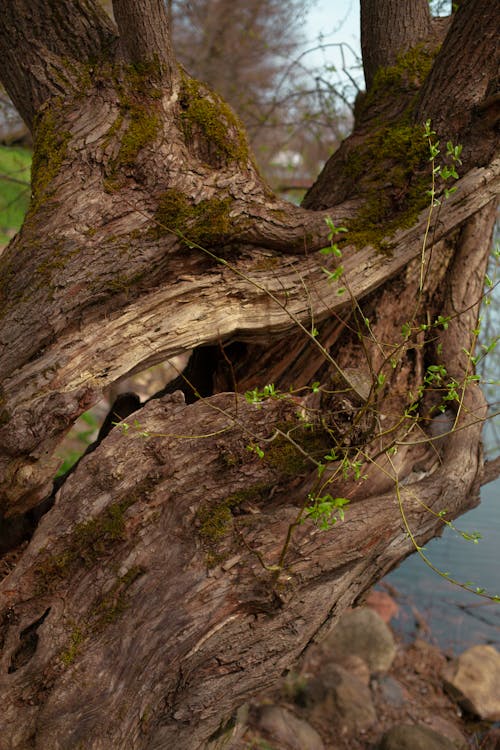 Základová fotografie zdarma na téma kmen, kůra, park