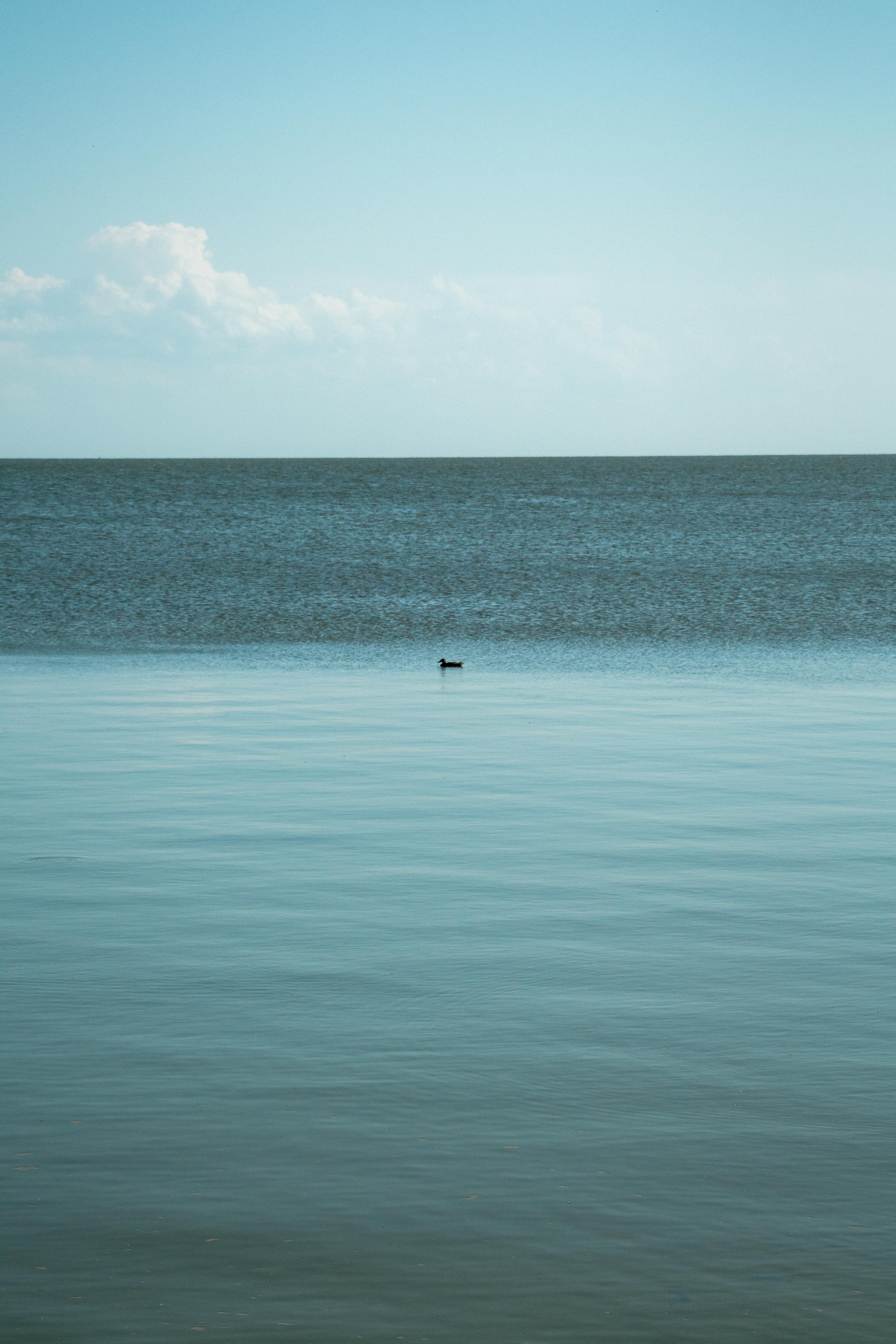 A peaceful view of an ocean with a lone bird floating on calm, blue waters under a clear sky.