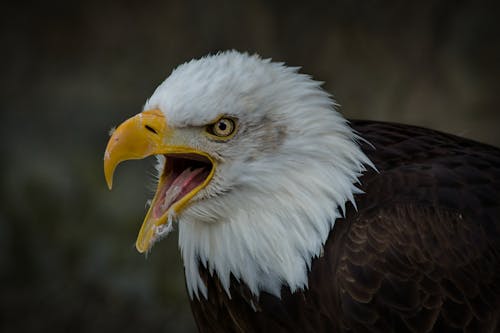 動物攝影, 壁紙, 天性 的 免費圖庫相片