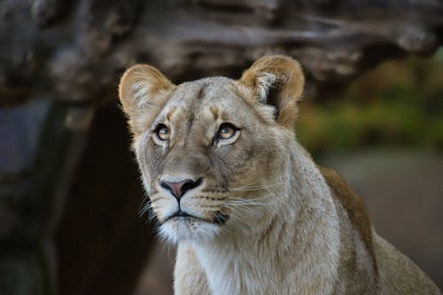 Gratis stockfoto met detailopname, dierenfotografie, grote kat