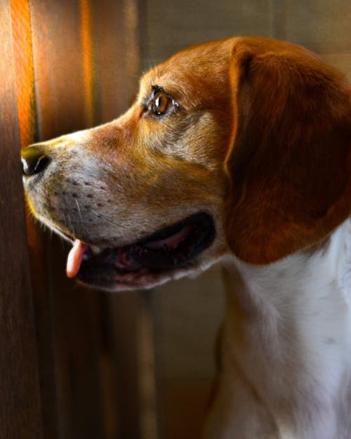 Immagine gratuita di beagle, cachorro, cane