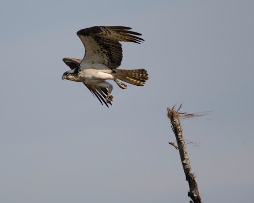 Close-up of a Flying Osprey