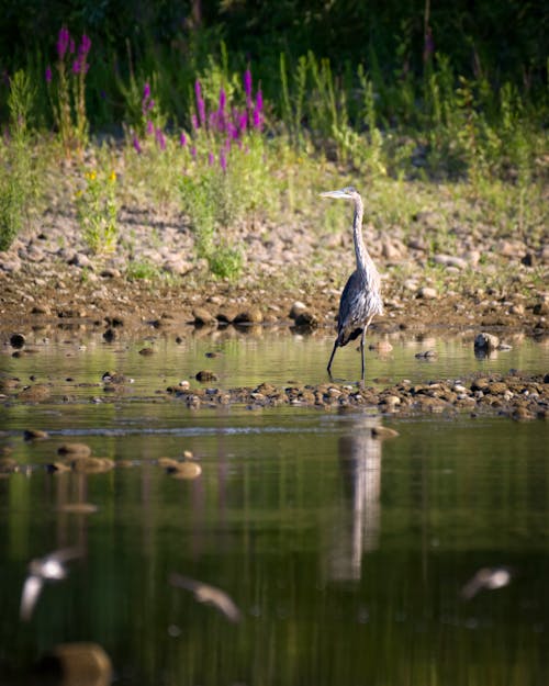 A Heron in a Swamp 