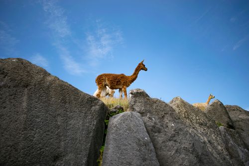 Free Llama standing on rocky terrain under a clear blue sky in Cusco, Peru. Stock Photo