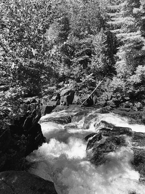 Stream in a Coniferous Forest in Black and White