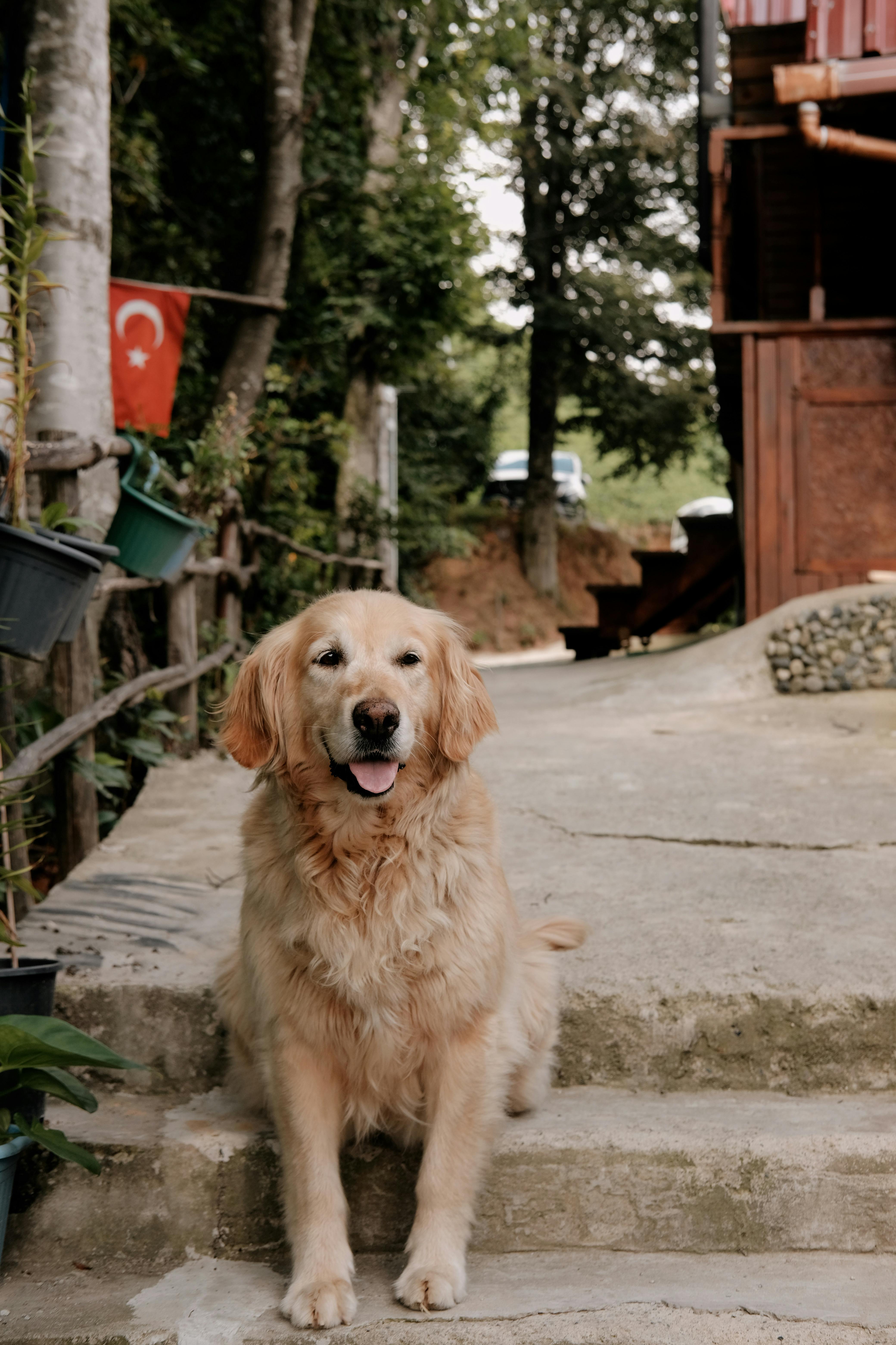 Golden Retriever Sitting on Stairs Free Stock Photo