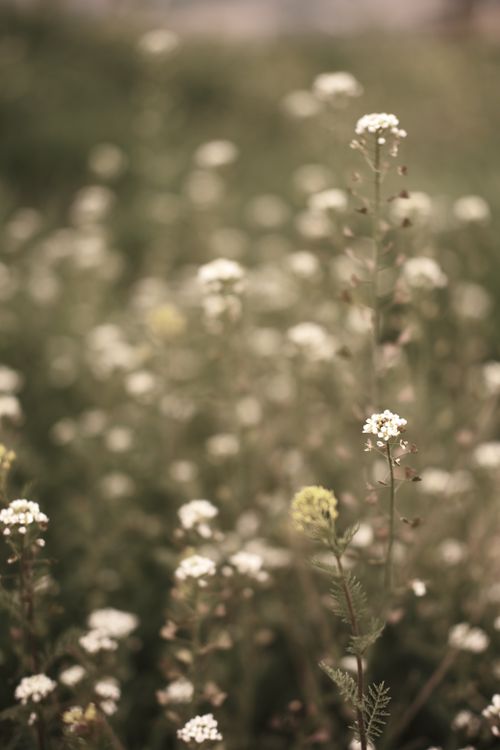 Free A serene close-up of delicate white wildflowers in a rustic meadow, evoking tranquility. Stock Photo