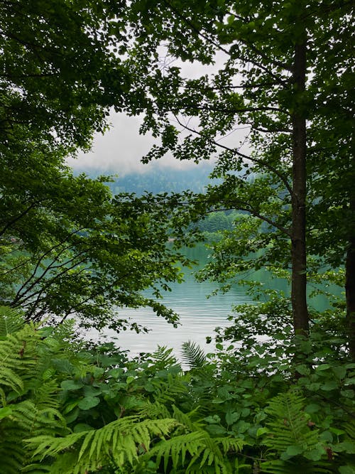 View of Dense Green Bushes and a Body of Water 