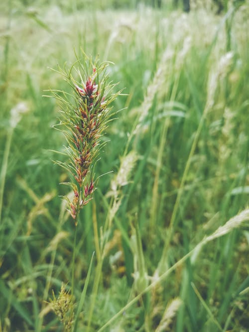 Close-up of a Wildflower on a Grass Field 