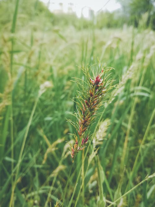 Gratis arkivbilde med blomstrer, gress, halm