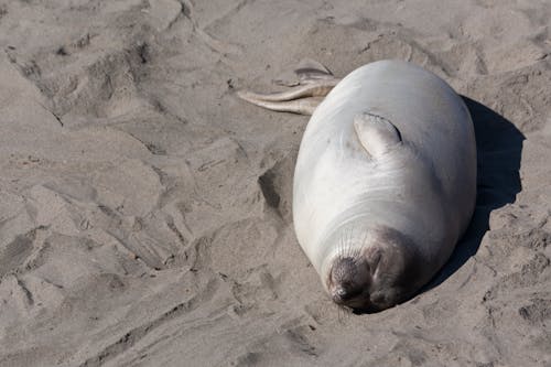 Seal Lying on Sand