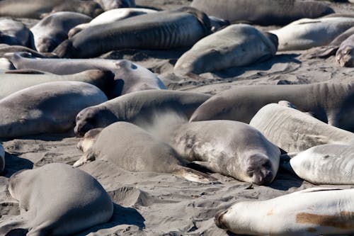 Group of Seals Lying on a Sandy Beach