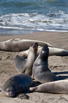A group of seals basking in the sun on a sandy beach by the sea.