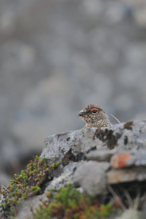 Small Bird Head behind Stone
