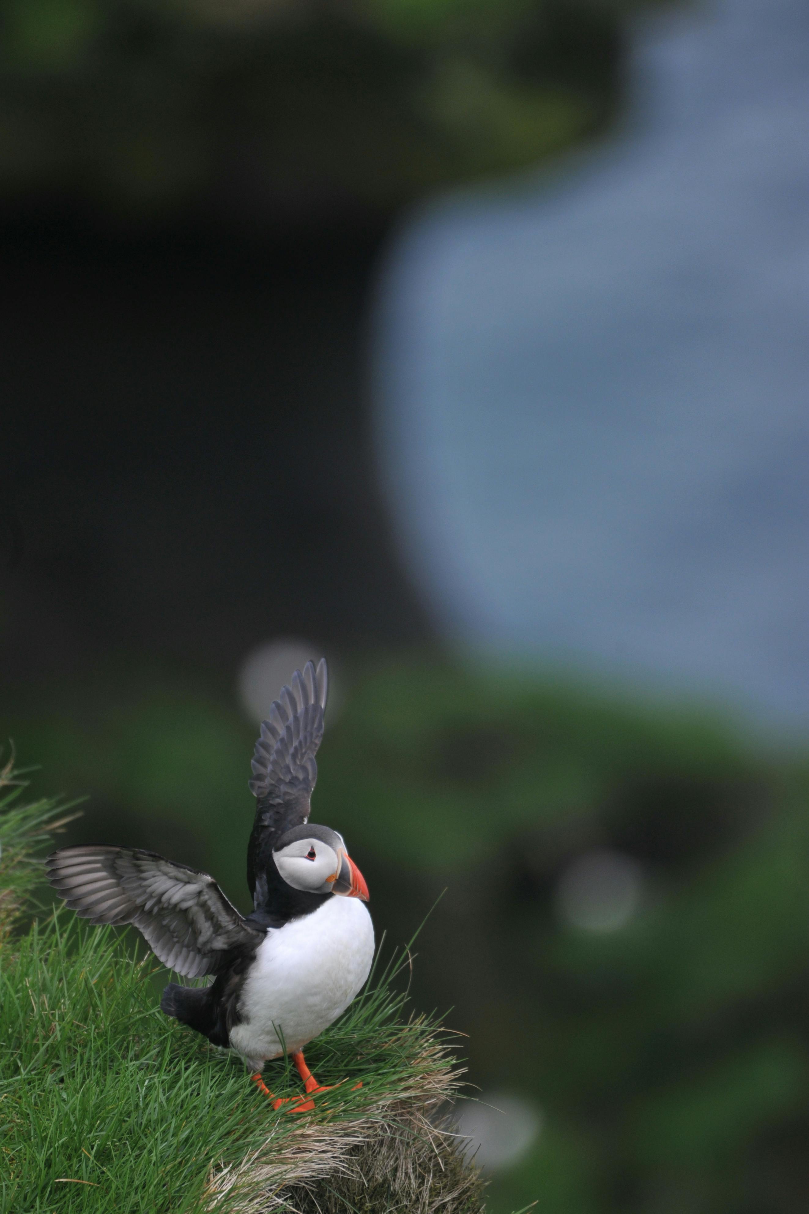 Atlantic puffin perched on a grassy cliff in Vestmannaeyjabær, Iceland.