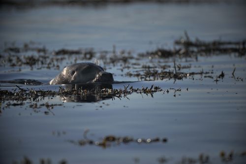 Free Grey submarine Stock Photo