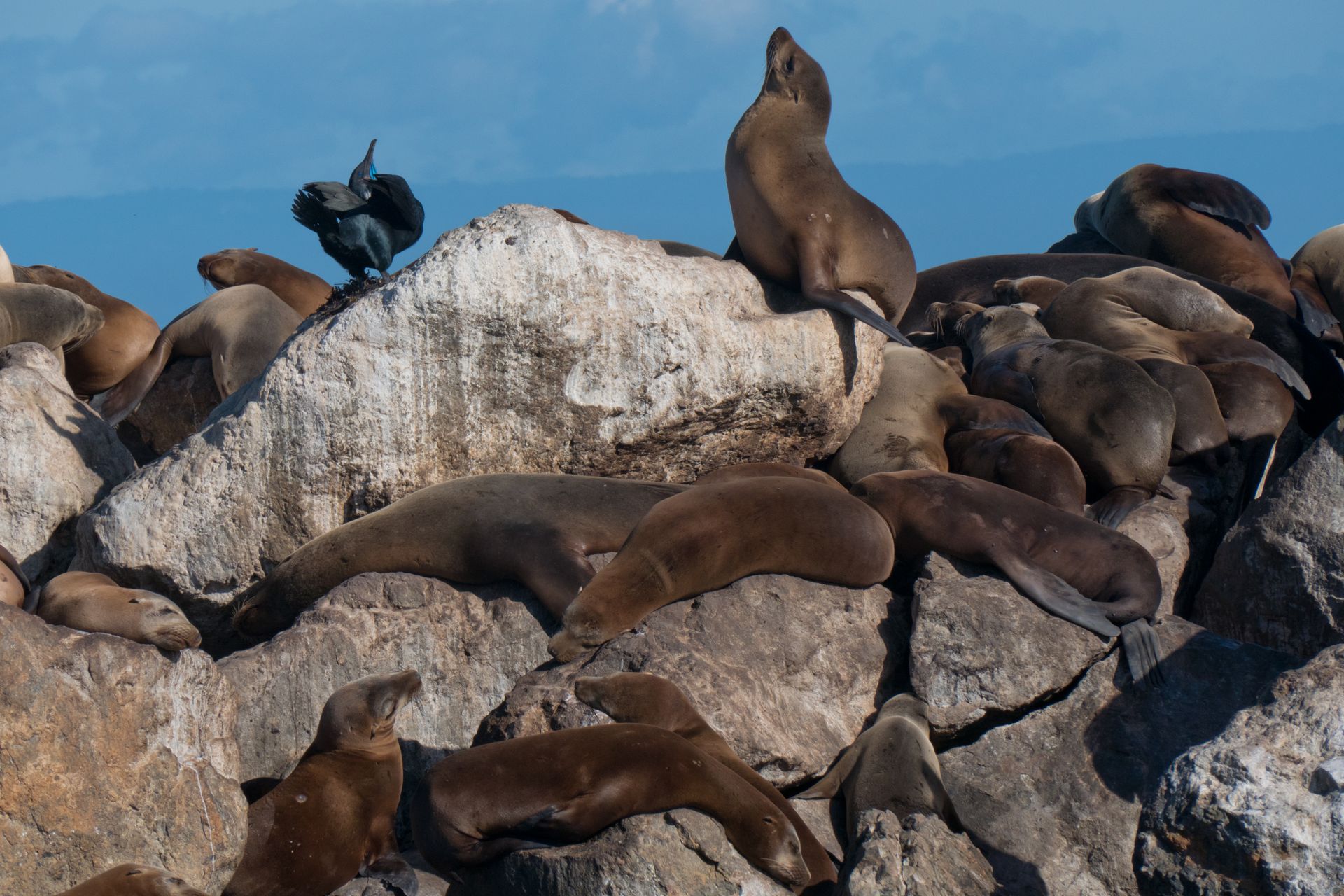 Seals lounging on rocky shore in Monterey, California under bright daylight.