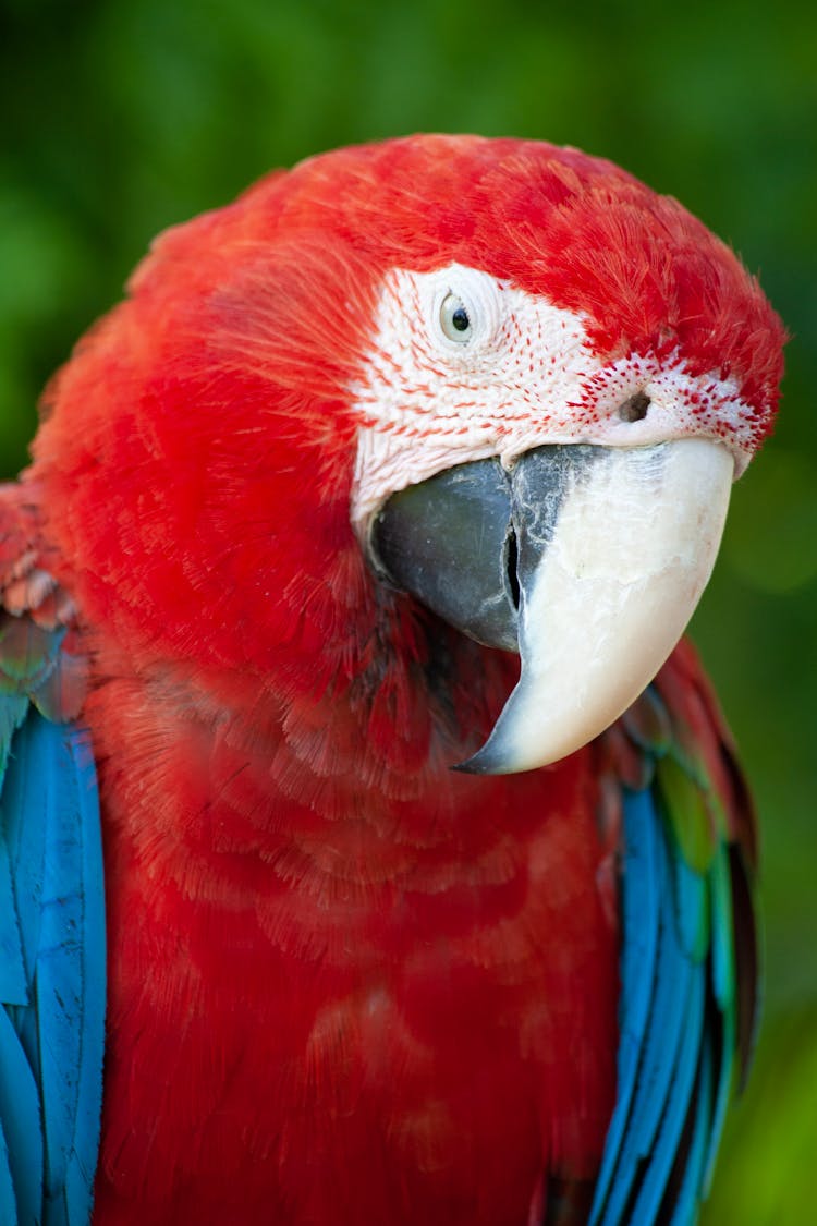 Head Of Red Parrot