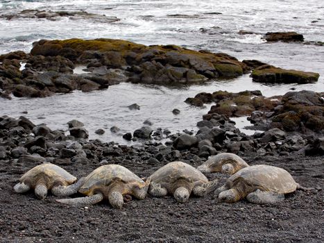 Sea turtles basking on a rocky beach by the ocean waves.
