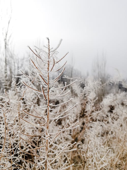 Kostenloses Stock Foto zu bäume, gefroren, kalt