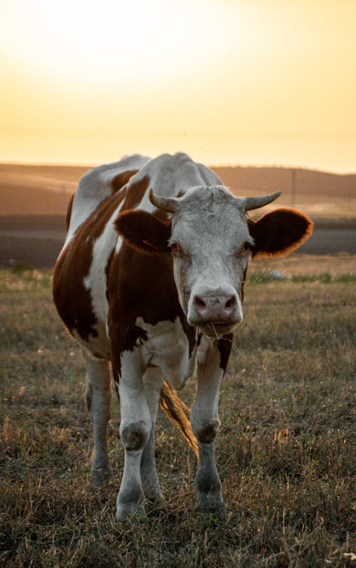A Cow Standing on a Pasture at Sunset