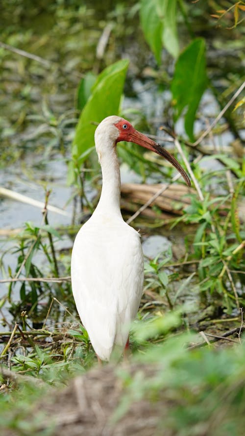 Ibis Standing at Water