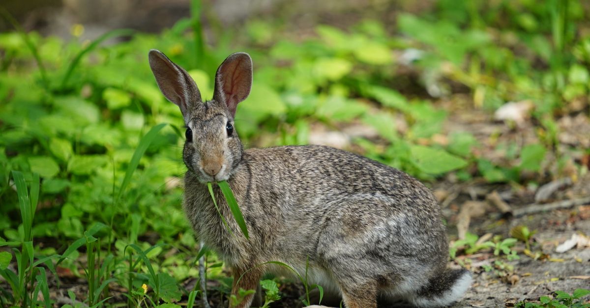 Close-up of a swamp rabbit (Sylvilagus aquaticus) chewing on grass in a lush green environment.